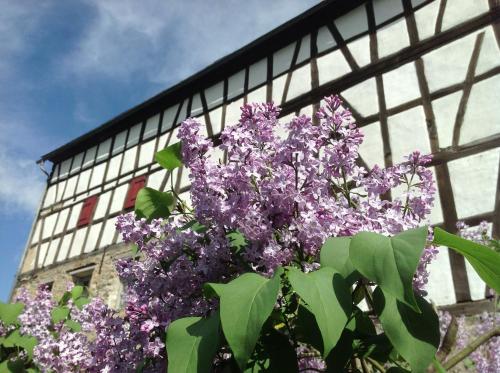 a bunch of purple flowers in front of a building at Gut Bunt Ferienhaus in Runkel