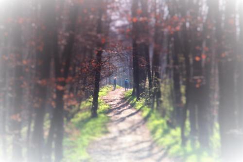 two people walking down a path through a forest at Gasthaus Wiemann-Sander in Bad Iburg