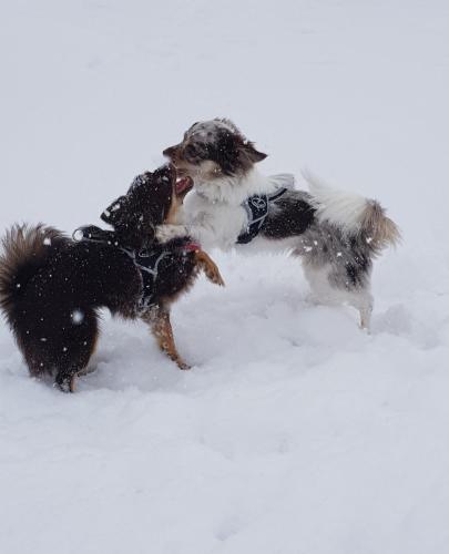 three dogs playing in the snow at Haus Miksch in Pertisau