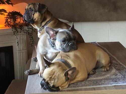 two dogs sitting on top of a table at Haus Miksch in Pertisau