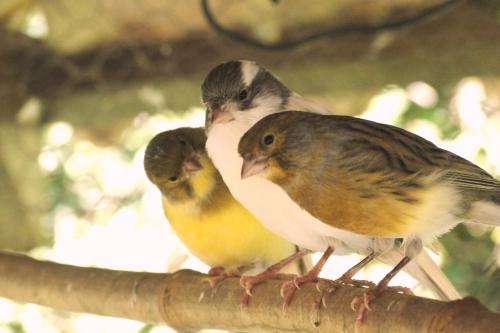 three birds sitting on top of a tree branch at Hotel Serra Everest in Nova Friburgo