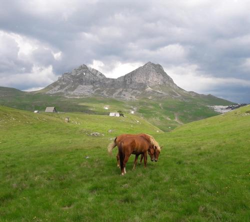 a brown horse grazing in a field with a mountain at Domaćinstvo Krstajić - Rural holiday in Žabljak