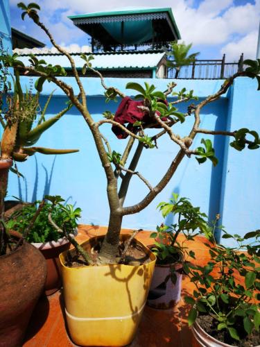 Giardino di Bottoms Up
