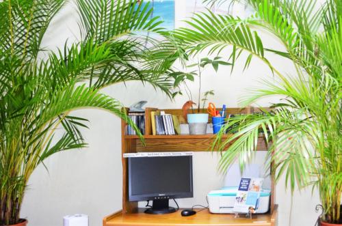 a computer monitor on a desk with two plants at Guesthouse Casa Lapa in Alajuela City