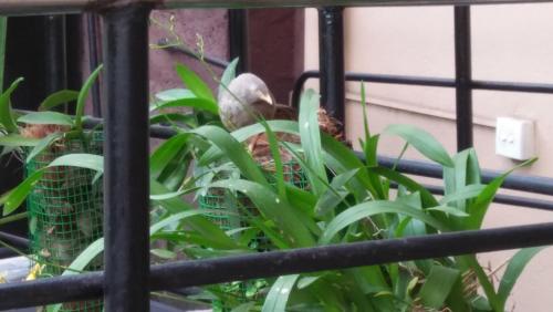 a bird sitting on top of some plants at Mini's Residence in Colombo