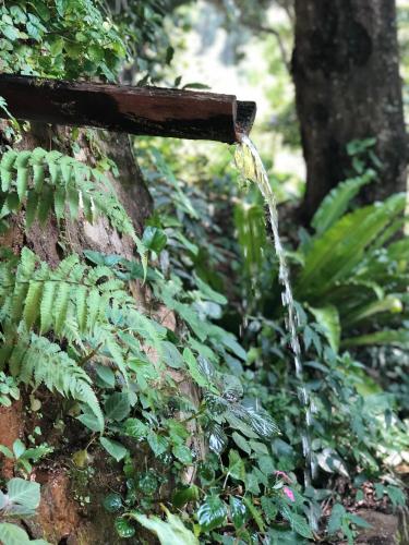 a stream of water coming out of a tree at Gammaduwa Heritage Bungalow and Tea Gardens in Matale