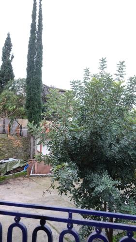a tree in a yard next to a fence at The old olive mill house in Aegae