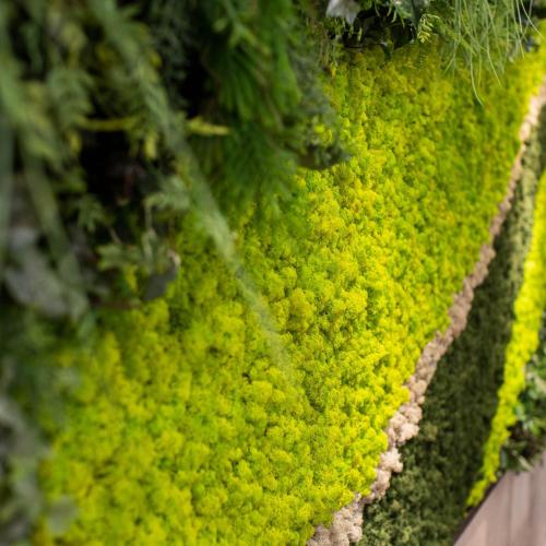 a close up of green moss on a wall at Super Hotel Nagano Iida Inter in Iida