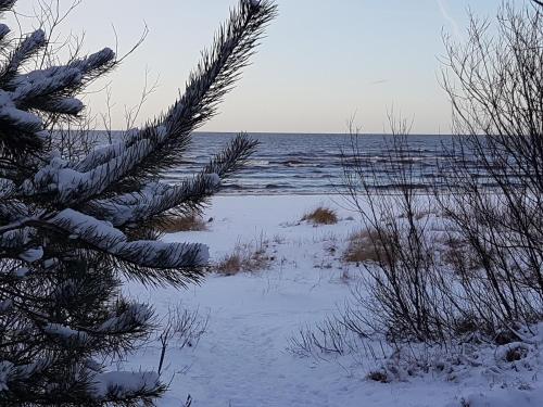 a snow covered tree on a beach with the ocean at Small resort Pini & SPA in Jūrmala