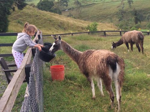 a little girl feeding a llama over a fence at Hotel Bariloche in Santa Rosa de Cabal