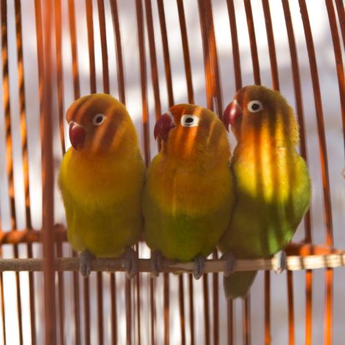 three birds are sitting in a cage at Riad Tamayourt Ocean View & piscine chauffée à 30 in Essaouira