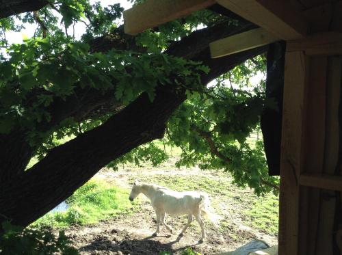 a white horse walking in a field under a tree at Kerca Bio Farm in Kercaszomor