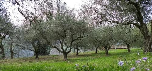 a group of trees in a field with flowers at Agriturismo Alla Vecchia Quercia in Pergola