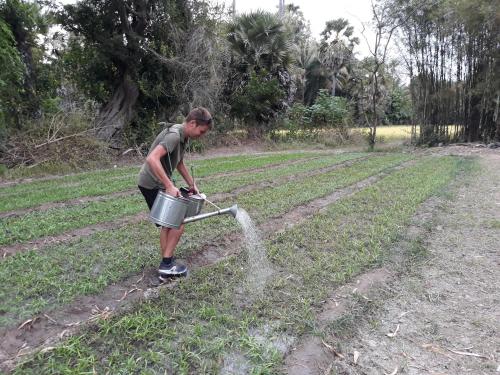 a man watering a field with a bucket of water at Kakrona Pouk Homestay in Siem Reap