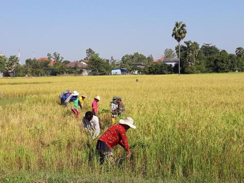 a group of people walking through a field at Kakrona Pouk Homestay in Siem Reap