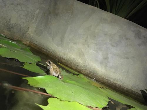 a frog sitting on top of a green leaf at Casa Vana Hiriketiya in Hiriketiya