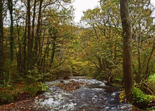 a stream in the middle of a forest with trees at Bower House Inn in Eskdale