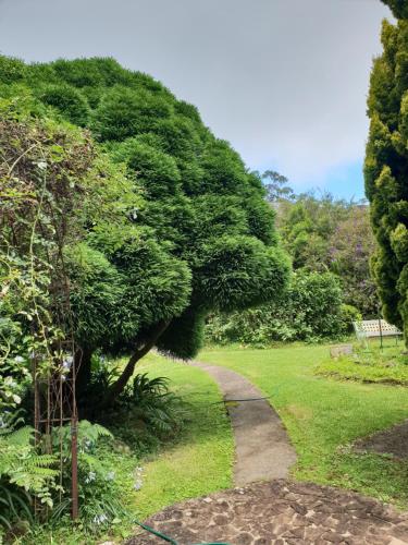 a path in a park with a tree at English Gardens - Forest Spa Suite in Springbrook