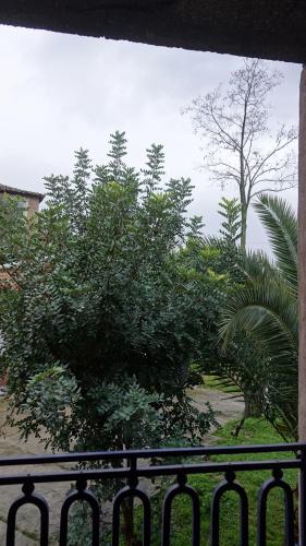 a view of a tree from a balcony at The old olive mill house in Aegae