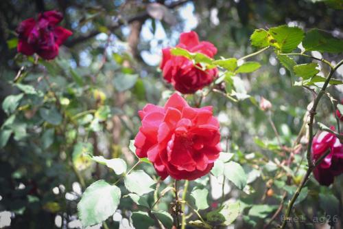 a group of red roses on a tree at TRAVELER'S HOUSE QUITO in Quito