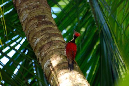 a red bird perched on the side of a palm tree at Casa Vana Hiriketiya in Hiriketiya