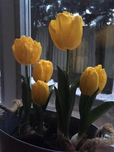 a group of yellow flowers in a vase at Nefelejcs Vendégház in Tóalmás