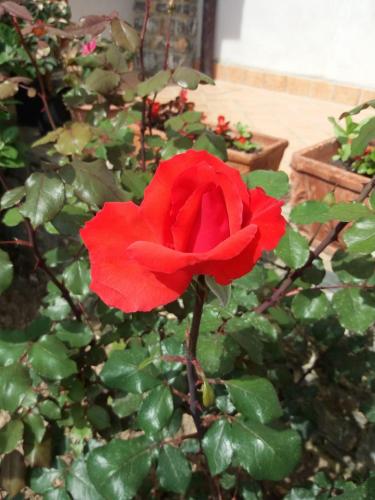 a red rose is growing in a garden at La casa del Maestro in Pisciotta