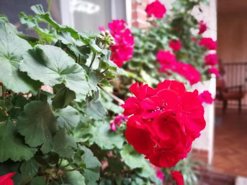a group of red roses in a garden at B&B Leggieri Villa Siria in San Giovanni Rotondo