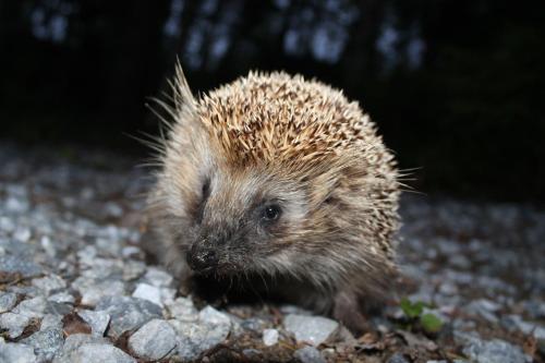 a small hedgehog walking on the ground at Коттедж в Финляндии, Enonkoski (желтый) in Enonkoski