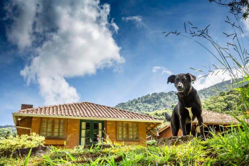 a dog standing in front of a house at Estalagem Engenho de Serra - Parque Nacional do Itatiaia - Parte Alta in Itamonte