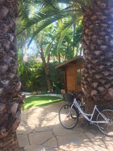 a bike parked next to a palm tree at Villa de Lujo con Jardines y Piscina in El Puerto de Santa María