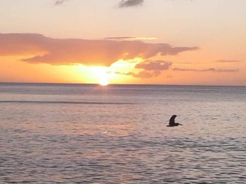 a bird swimming in the ocean at sunset at Kanalu Studio in Bouillante