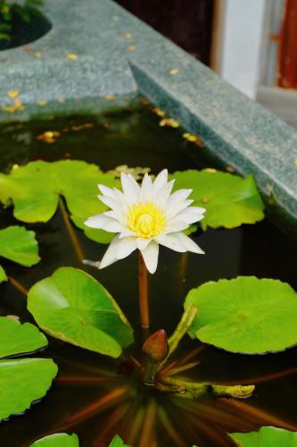 a white flower in a pond with green lily pads at The Kadupul Homecation in Da Lat
