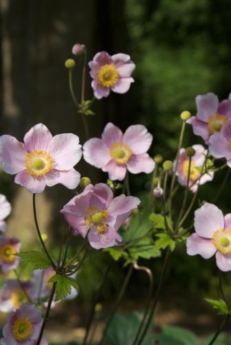 a bunch of pink flowers in a vase at Bakkehuset Countryhouse in Skovby
