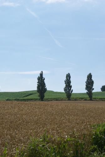 a field of wheat with three trees in the background at Bakkehuset Countryhouse in Skovby
