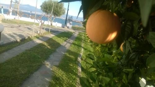 Φυσικό τοπίο κοντά σε αυτή η παραθεριστική κατοικία