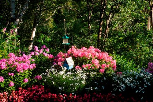 a garden filled with pink flowers and a bird feeder at Gîte au Pied du Courant de Gilbert Desjardins in Mont-Laurier