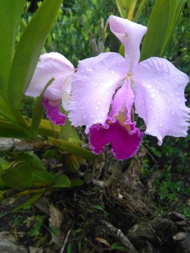 two white and pink flowers with raindrops on them at Casa finca El Girasol in Guayabal de Síquima