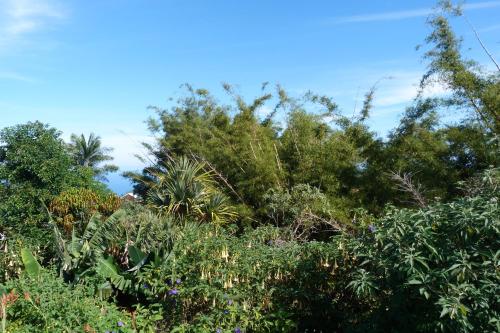 a group of trees and bushes with a blue sky at L'Orée du Maïdo in Le Guillaume