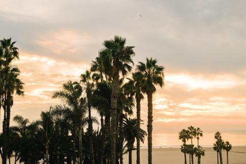 a group of palm trees in front of the beach at Bayside Hotel in Los Angeles