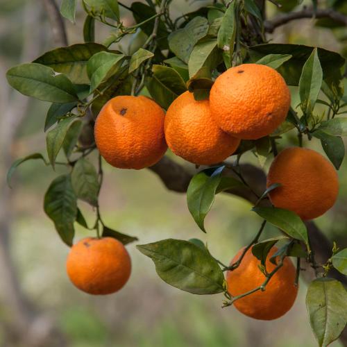 a bunch of oranges hanging from a tree at Azienda Agrituristica Bergi in Castelbuono