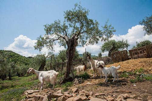 a group of goats standing next to a tree at Azienda Agrituristica Bergi in Castelbuono