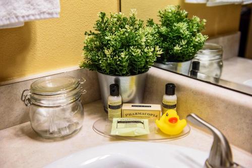 西雅圖的住宿－西雅圖喬治城酒店，浴室水槽和柜台上的橡皮鸭子