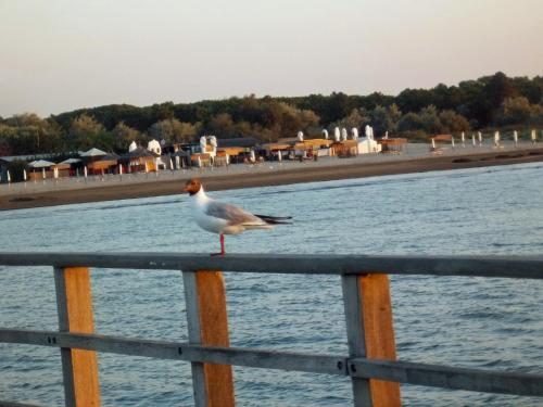 a bird sitting on a fence next to the water at La Via Del Volano in Codigoro