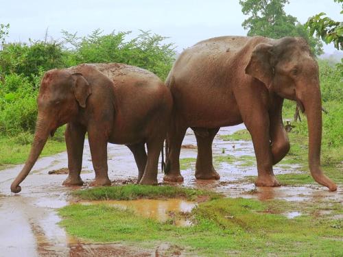 two elephants standing next to each other in the mud at Travellers Halt in Ratnapura