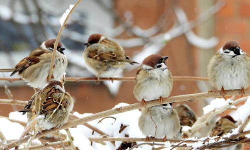 a group of birds sitting on a tree branch in the snow at Boró Apartman in Tiszafüred
