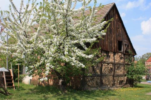 an apple tree in front of a barn at Ferienhof Löschebrand in Bad Saarow