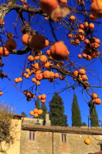 a tree branch with a building in the background at Agriturismo Fattoria Santo Stefano in Greve in Chianti