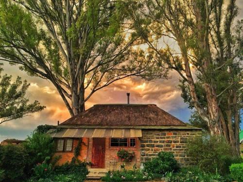 an old brick house in the middle of trees at Dalmore Guest Farm in Bergville