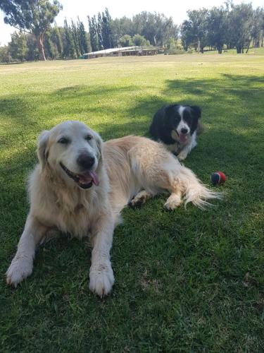 two dogs laying on the grass in a field at Dalmore Guest Farm in Bergville